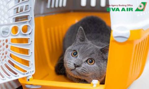 Mèo đi máy bay EVA Air được không? Hướng dẫn toàn tập từ a-z